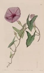 Ipomoea sagittata